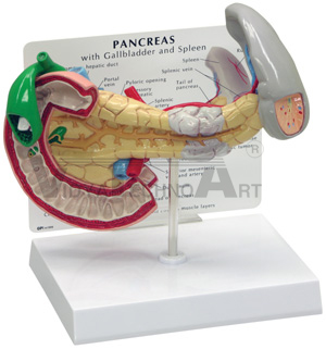 Pancreas Gallbladder Spleen